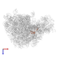 Large ribosomal subunit protein bL35 in PDB entry 6qul, assembly 1, top view.