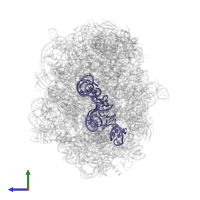 5S ribosomal RNA in PDB entry 6qul, assembly 1, side view.