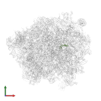 Large ribosomal subunit protein eL39 in PDB entry 6r86, assembly 1, front view.