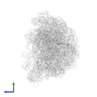 Large ribosomal subunit protein eL39 in PDB entry 6r86, assembly 1, side view.