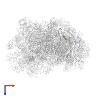 Large ribosomal subunit protein eL39 in PDB entry 6r86, assembly 1, top view.