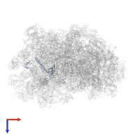 Large ribosomal subunit protein eL21A in PDB entry 6r86, assembly 1, top view.