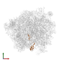 Large ribosomal subunit protein uL15 in PDB entry 6r86, assembly 1, front view.