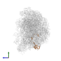 Large ribosomal subunit protein uL15 in PDB entry 6r86, assembly 1, side view.