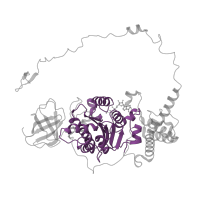 The deposited structure of PDB entry 6rdh contains 3 copies of Pfam domain PF00006 (ATP synthase alpha/beta family, nucleotide-binding domain) in ATP synthase subunit beta. Showing 1 copy in chain CA [auth X].