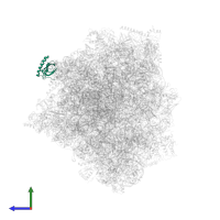 eL27 in PDB entry 6rm3, assembly 1, side view.