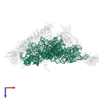 12S mitochondrial rRNA in PDB entry 6rw4, assembly 1, top view.