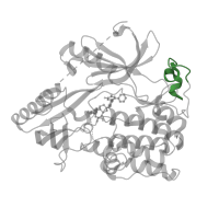 The deposited structure of PDB entry 6s9w contains 1 copy of Pfam domain PF00433 (Protein kinase C terminal domain) in RAC-alpha serine/threonine-protein kinase. Showing 1 copy in chain A.