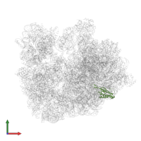 Large ribosomal subunit protein uL22 in PDB entry 6skf, assembly 1, front view.