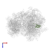 Large ribosomal subunit protein uL22 in PDB entry 6skf, assembly 1, top view.