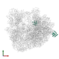 Large ribosomal subunit protein eL8 in PDB entry 6skg, assembly 1, front view.