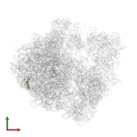 Ribosomal protein uL29 in PDB entry 6spf, assembly 1, front view.