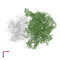 23S ribosomal RNA in PDB entry 6spg, assembly 1, top view.