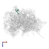 Large ribosomal subunit protein eL28 in PDB entry 6swa, assembly 1, top view.