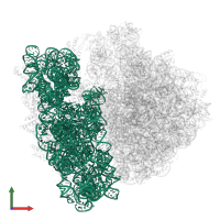 16S ribosomal RNA in PDB entry 6tbv, assembly 1, front view.