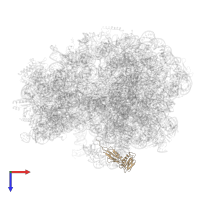 Large ribosomal subunit protein uL6 in PDB entry 6tbv, assembly 1, top view.