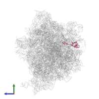 Large ribosomal subunit protein bL28 in PDB entry 6tbv, assembly 1, side view.