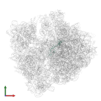 Large ribosomal subunit protein bL9 in PDB entry 6tc3, assembly 1, front view.