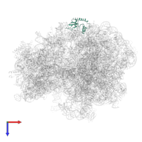 Large ribosomal subunit protein bL9 in PDB entry 6tc3, assembly 1, top view.