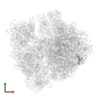 Large ribosomal subunit protein uL29 in PDB entry 6tc3, assembly 1, front view.