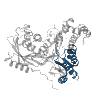 The deposited structure of PDB entry 6tep contains 4 copies of Pfam domain PF08544 (GHMP kinases C terminal ) in Galactokinase. Showing 1 copy in chain D [auth B].