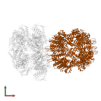 ATP-dependent Clp protease proteolytic subunit in PDB entry 6uqo, assembly 1, front view.
