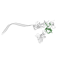The deposited structure of PDB entry 6uzd contains 7 copies of Pfam domain PF17476 (Clostridial binary toxin B/anthrax toxin PA domain 3) in Protective antigen. Showing 1 copy in chain A.
