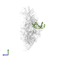 DNA in PDB entry 6v93, assembly 1, side view.