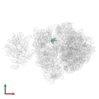 Small ribosomal subunit protein uS11 in PDB entry 6vyx, assembly 1, front view.