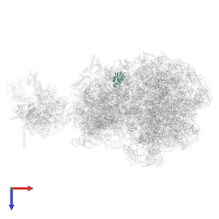 Small ribosomal subunit protein uS11 in PDB entry 6vyx, assembly 1, top view.