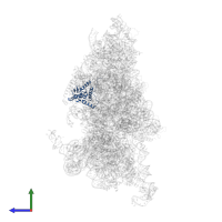 Small ribosomal subunit protein uS4 in PDB entry 6w2s, assembly 1, side view.