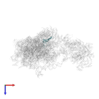 Small ribosomal subunit protein eS26 in PDB entry 6w2s, assembly 1, top view.