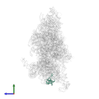 Small ribosomal subunit protein eS19 in PDB entry 6w2s, assembly 1, side view.