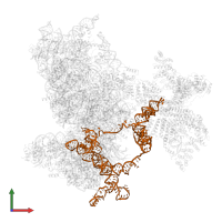 CrPV 5'-UTR IRES in PDB entry 6w2s, assembly 1, front view.