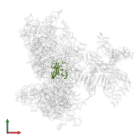 Small ribosomal subunit protein uS5 in PDB entry 6w2s, assembly 1, front view.