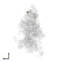 Small ribosomal subunit protein eS6 in PDB entry 6w2s, assembly 1, side view.