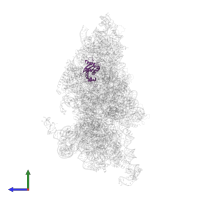 Small ribosomal subunit protein eS7 in PDB entry 6w2s, assembly 1, side view.