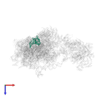 Small ribosomal subunit protein eS8 in PDB entry 6w2s, assembly 1, top view.