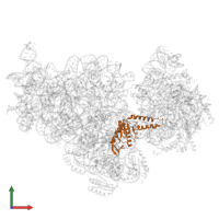 Small ribosomal subunit protein uS2 in PDB entry 6w7m, assembly 1, front view.