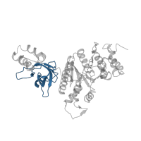 The deposited structure of PDB entry 6wa8 contains 6 copies of Pfam domain PF07497 (Rho termination factor, RNA-binding domain) in Transcription termination factor Rho. Showing 1 copy in chain A.