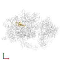 Small ribosomal subunit protein uS17A in PDB entry 6wdr, assembly 1, front view.