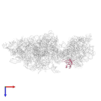 Small ribosomal subunit protein eS12 in PDB entry 6wdr, assembly 1, top view.