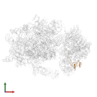 Small ribosomal subunit protein uS19 in PDB entry 6wdr, assembly 1, front view.