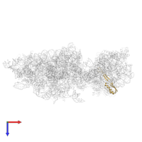 Small ribosomal subunit protein uS10 in PDB entry 6wdr, assembly 1, top view.