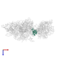 Small ribosomal subunit protein uS2A in PDB entry 6wdr, assembly 1, top view.