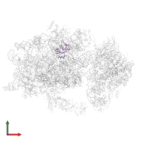 Small ribosomal subunit protein uS8A in PDB entry 6wdr, assembly 1, front view.