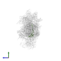 Small ribosomal subunit protein uS12A in PDB entry 6wdr, assembly 1, side view.