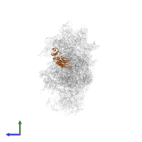 Small ribosomal subunit protein uS5 in PDB entry 6wdr, assembly 1, side view.