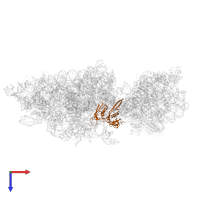 Small ribosomal subunit protein uS5 in PDB entry 6wdr, assembly 1, top view.