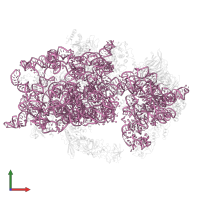 20S ribosomal RNA in PDB entry 6wdr, assembly 1, front view.